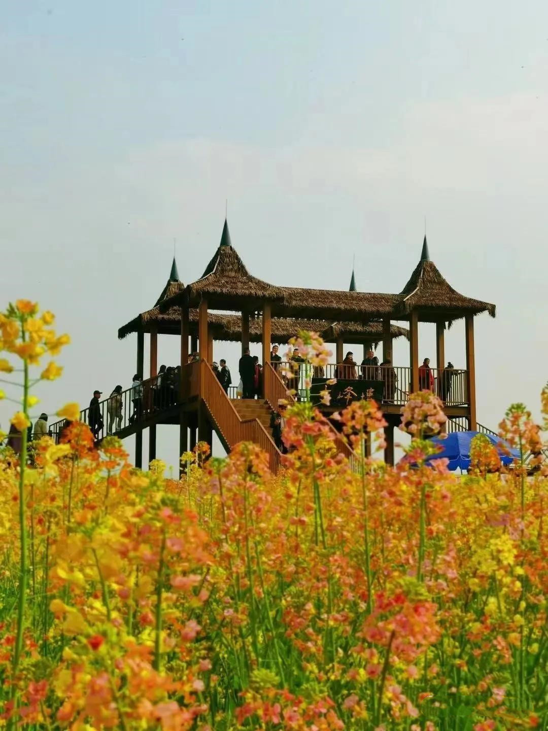 【五彩油菜花】又一处小众秘地,与油菜花来场春的邂逅