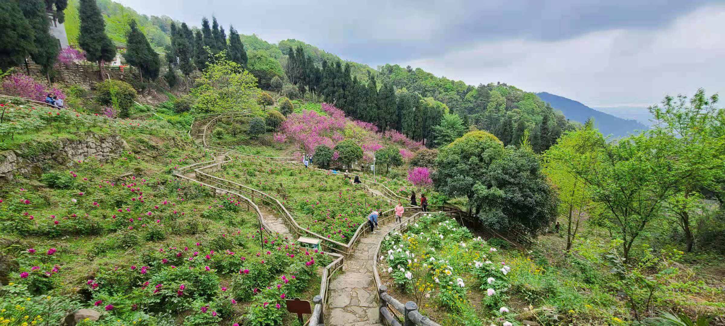 【丹景山牡丹】牡丹在蜀,丹景第一,花開時春光燦爛,丹景山牡丹節