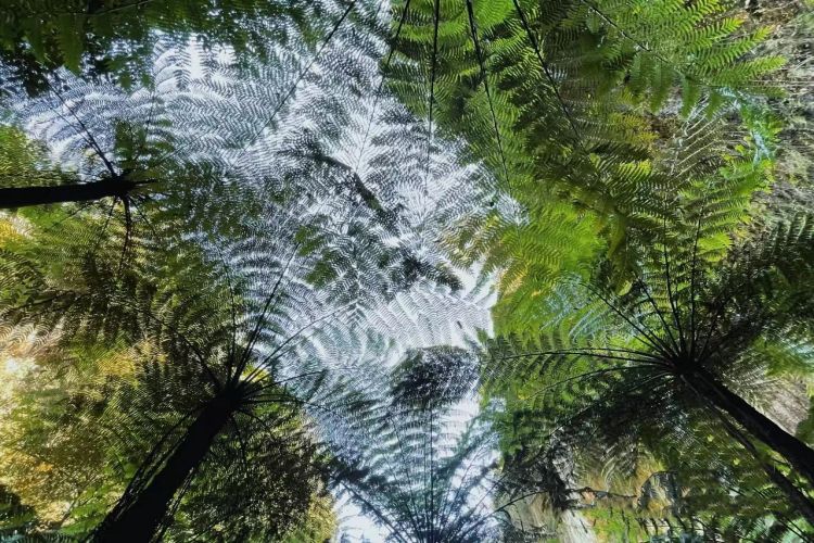 1646034573451974.jpg 桫椤谷 (1).jpg