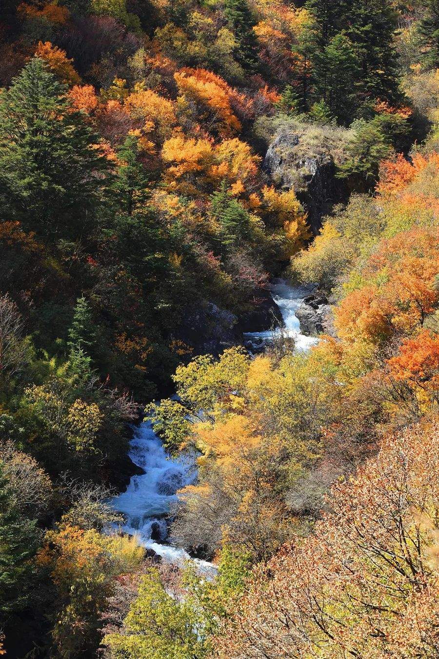 1666944224950131.jpeg 380cc76f0a3b455cb21df96b98d3e477.jpeg