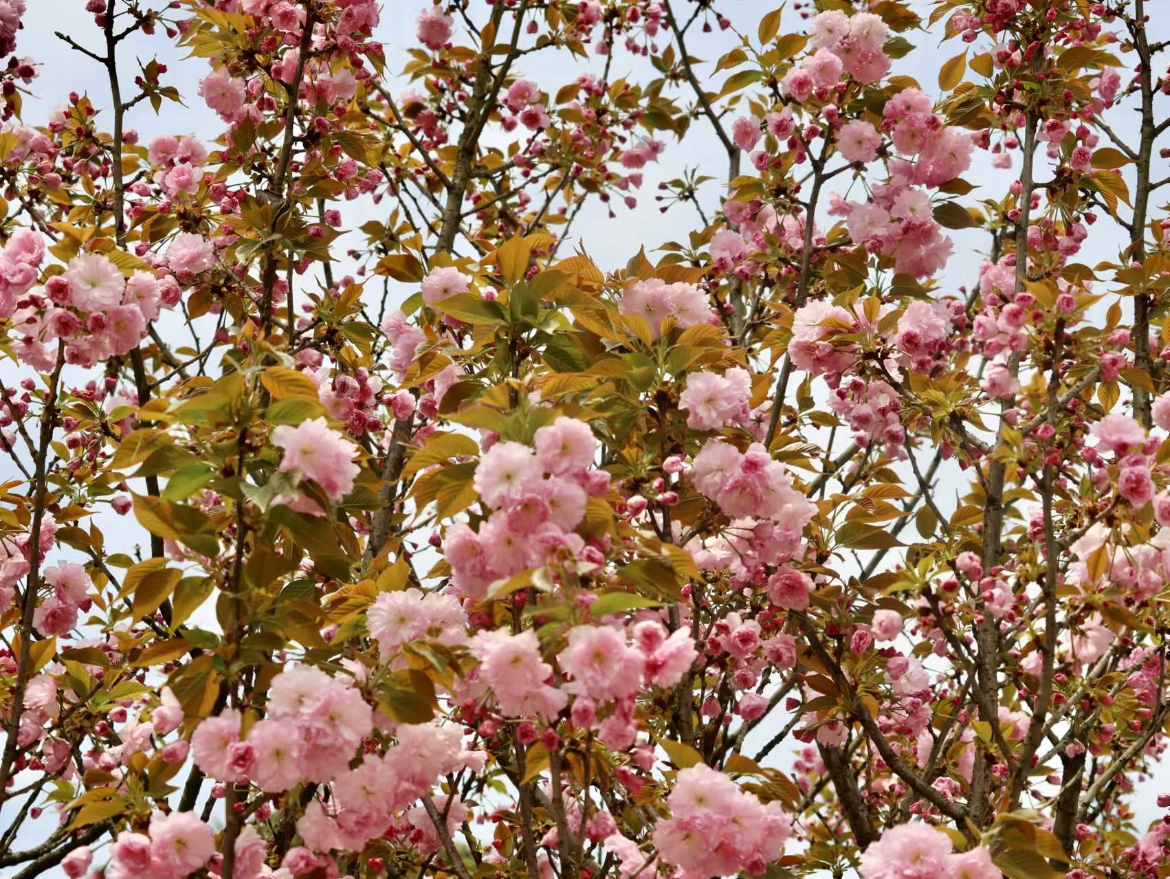 1743777321185075.jpg 微信图片_20250404223347.jpg