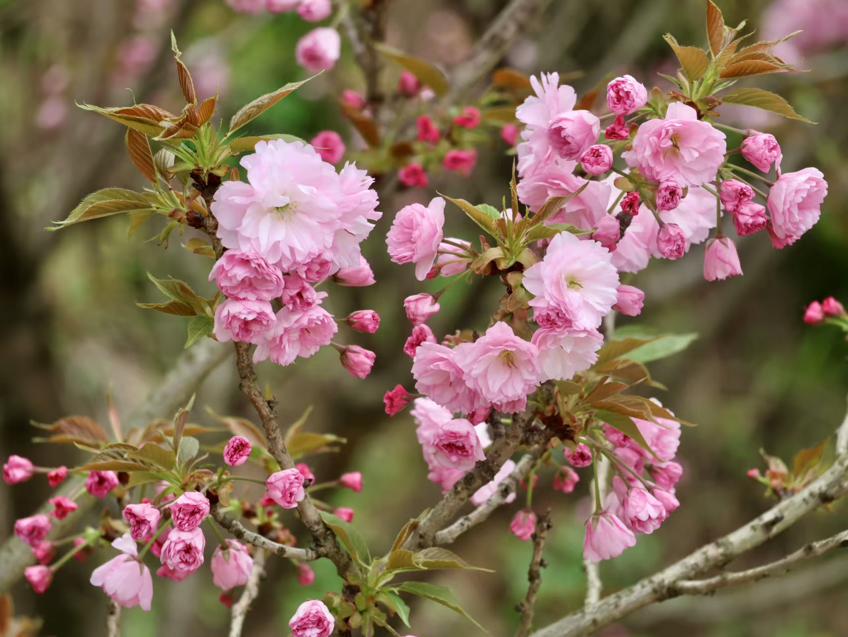 1743777326940664.jpg 微信图片_20250404223354.jpg