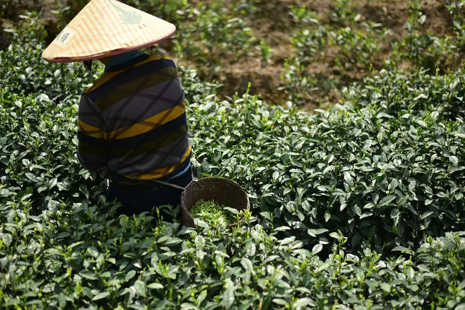 1744345129184608.jpg 4.jpg