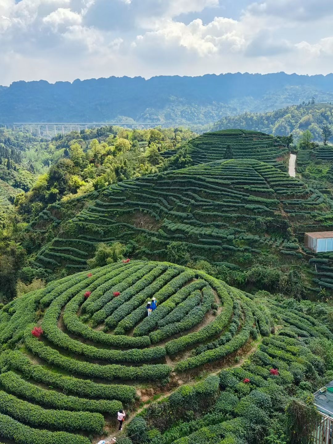 1744345141900160.jpg 6.jpg