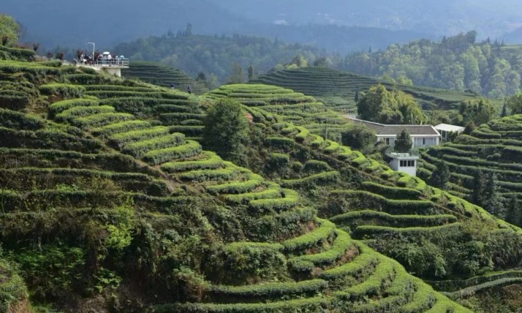 1744345174762593.jpg 11.jpg