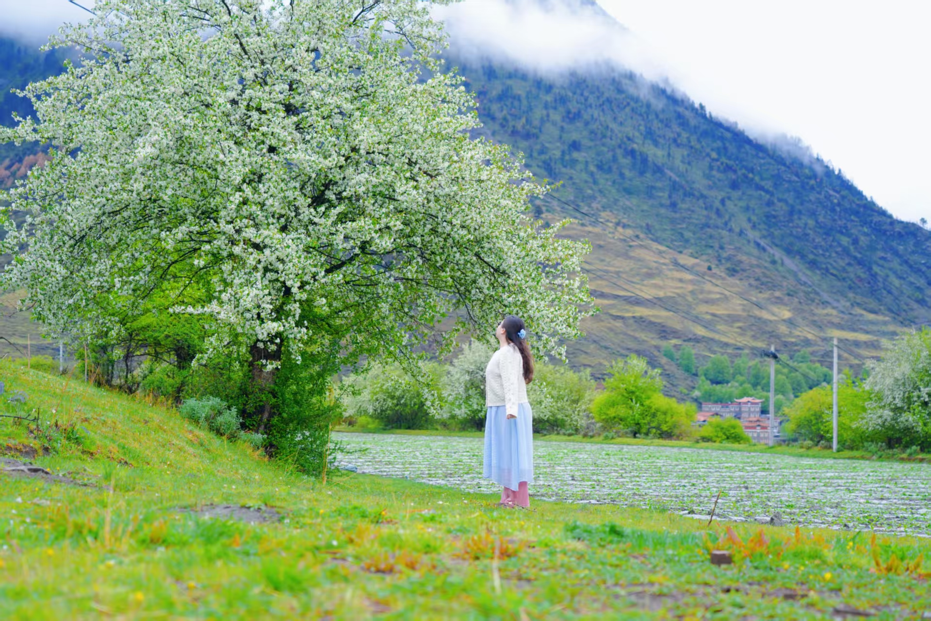 1747616068431160.jpg d8b32c3afe68e40004454e14dfb1c97.jpg