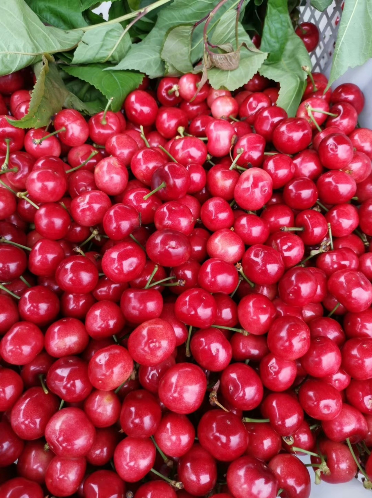 1747622760803192.jpg e541b5f02405c2e233b9027bd7ace24.jpg