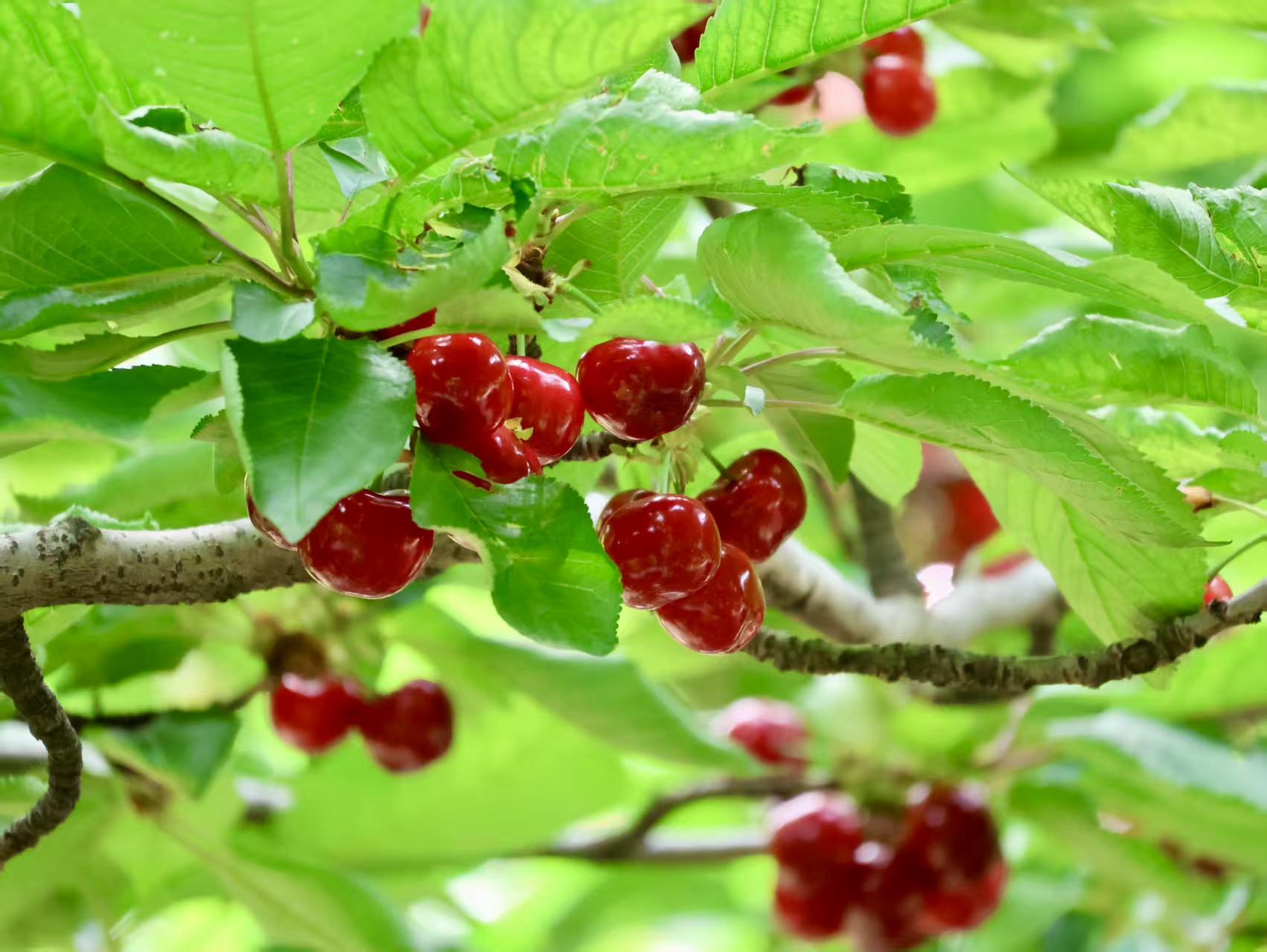 1748076054174915.jpg 93035e9a500599e4d7b2e5fcacf6356.jpg