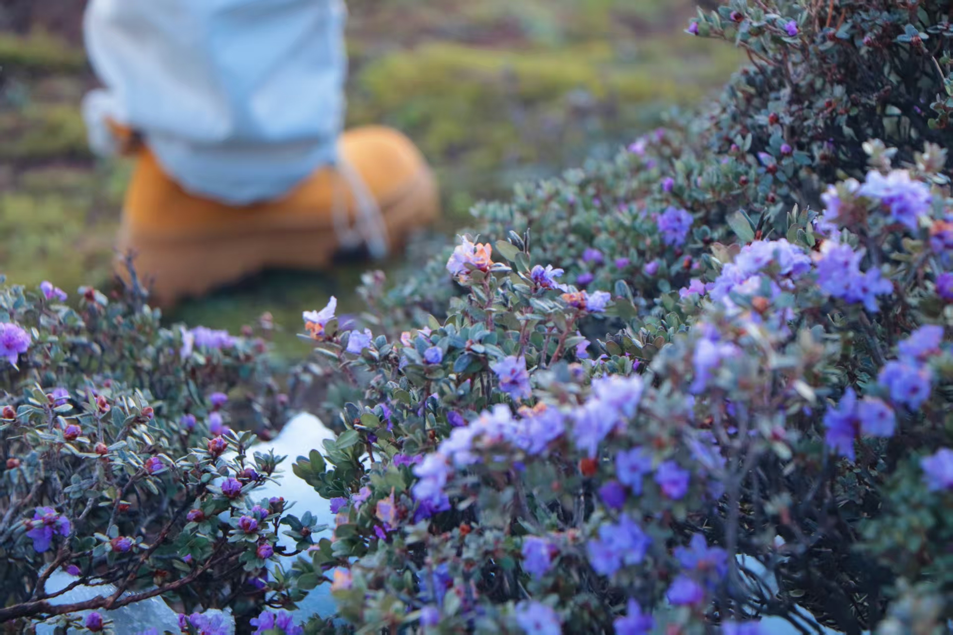 1748247000151477.jpg 4c3d8f1875eee9e9233cfcbbdfdcf6c.jpg