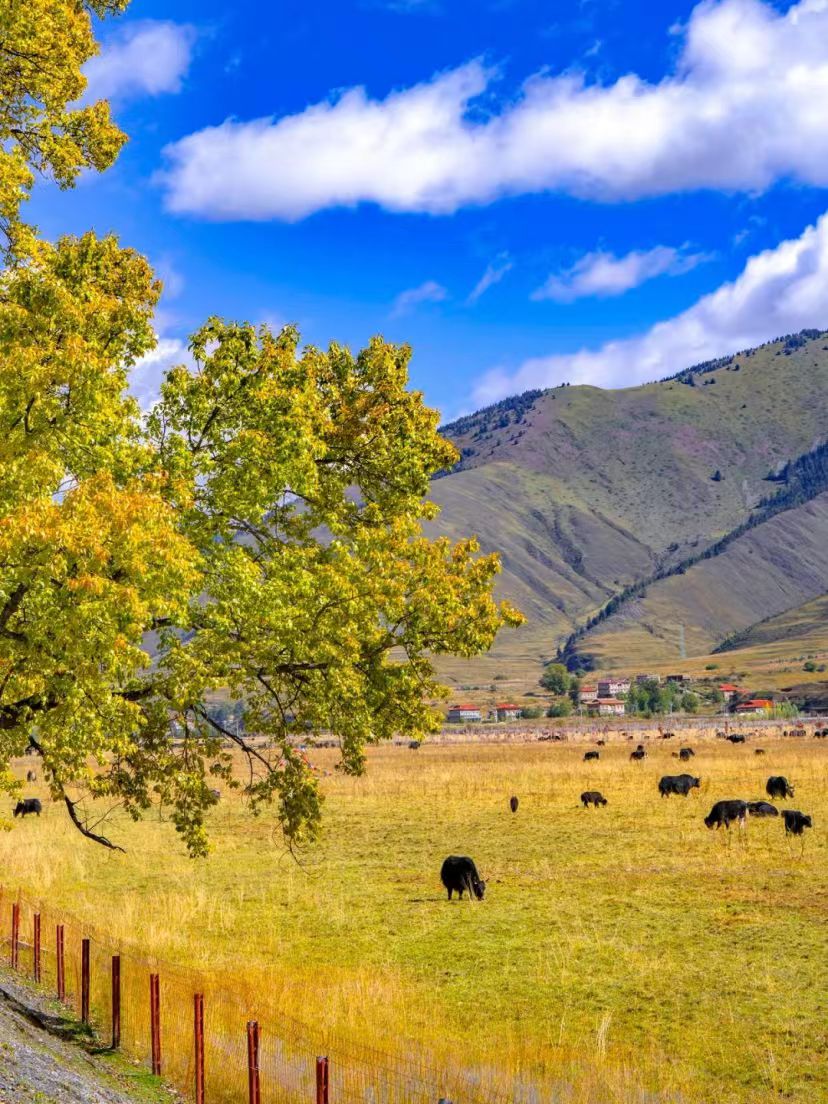 1760084431789160.jpg 1729131429926942.jpg