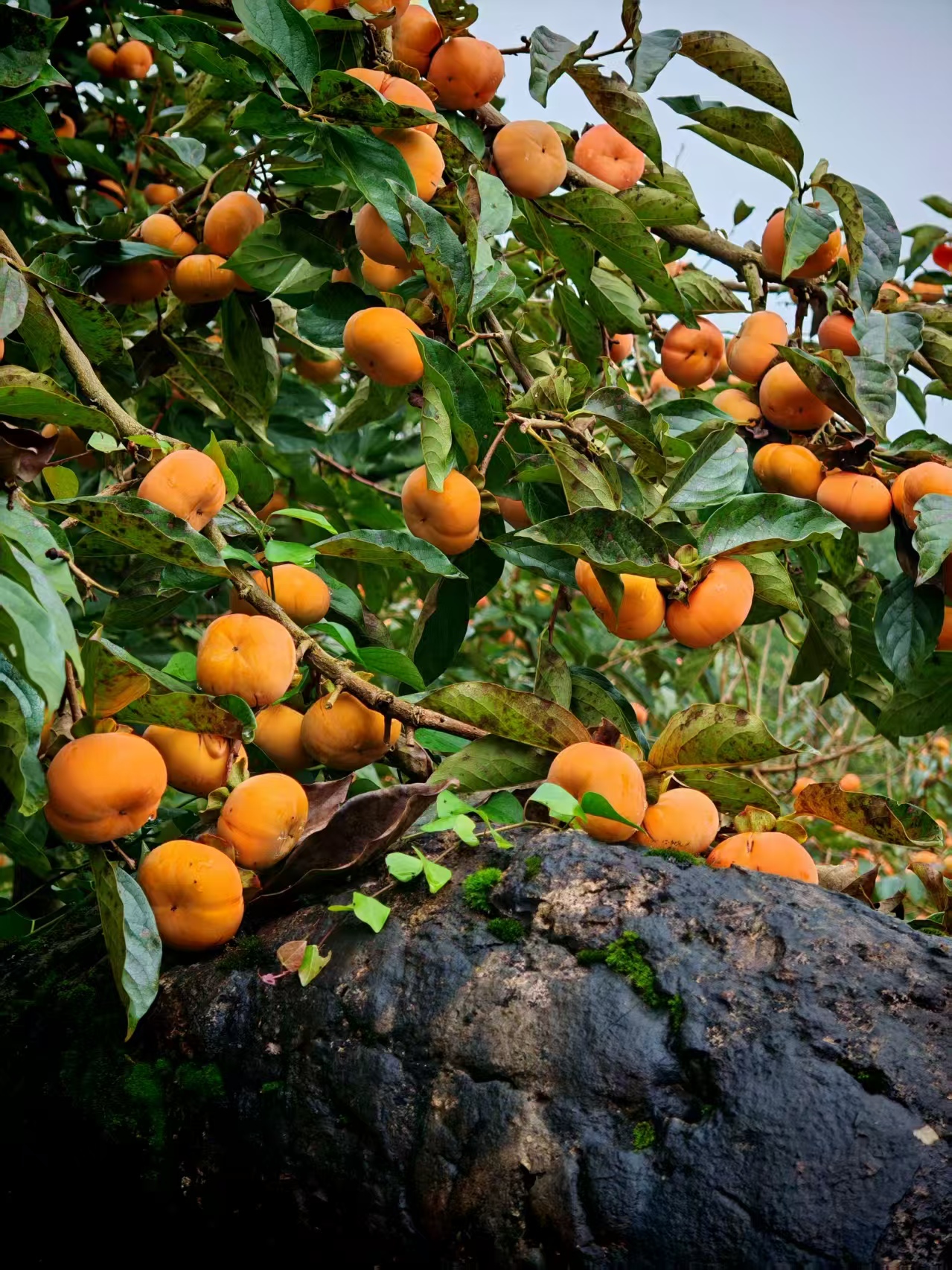 1762053743981181.jpg 微信图片_20251102111959.jpg