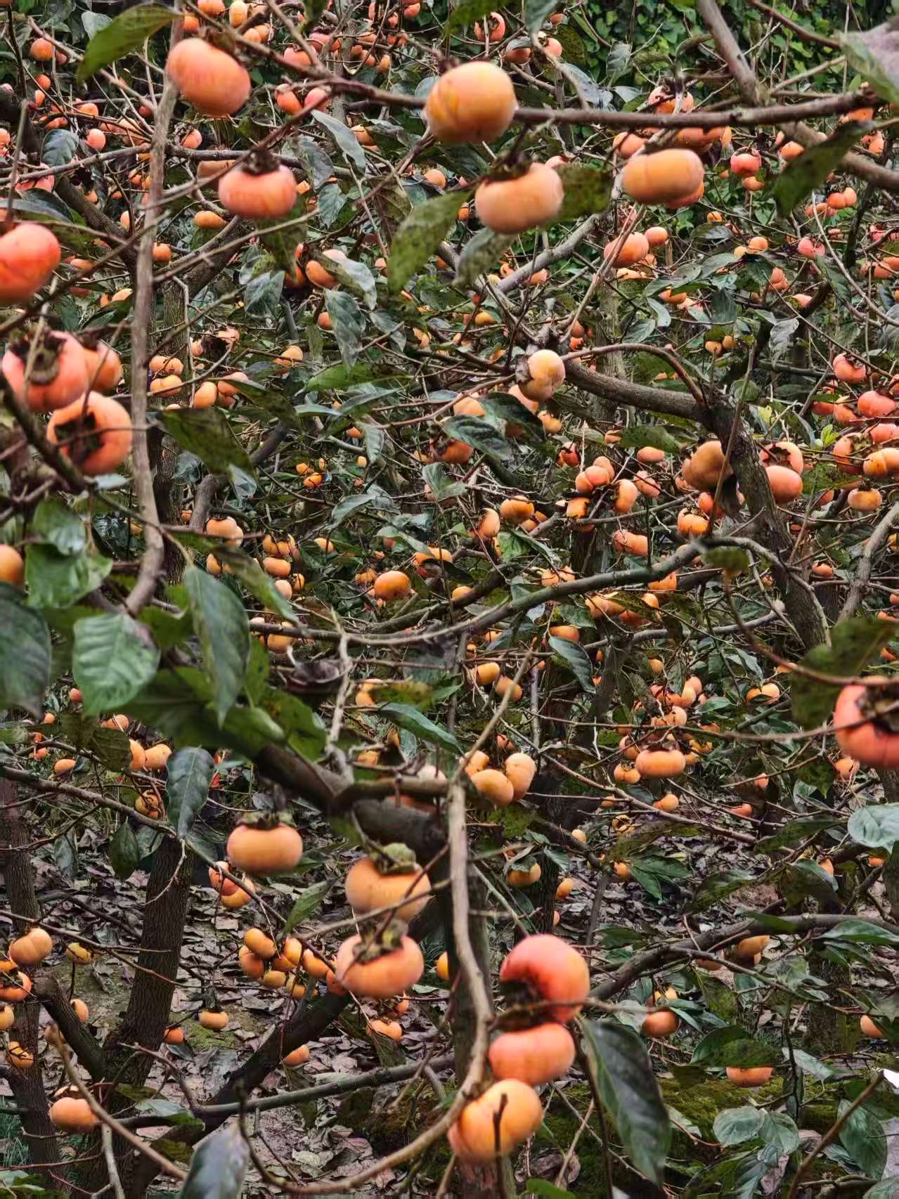 1762053746938162.jpg 微信图片_20251102111958.jpg