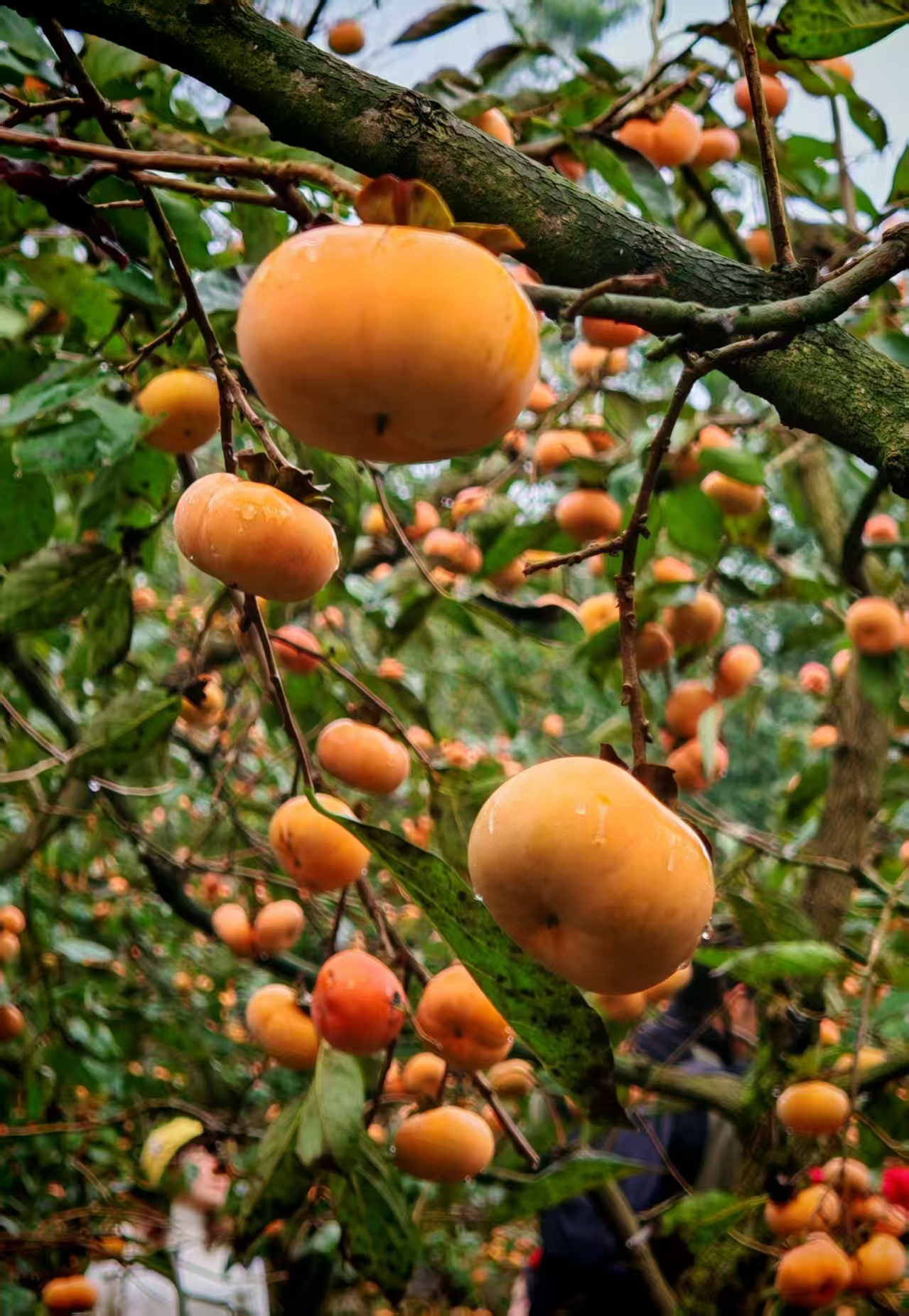 1762053748911435.jpg 微信图片_20251102111956.jpg