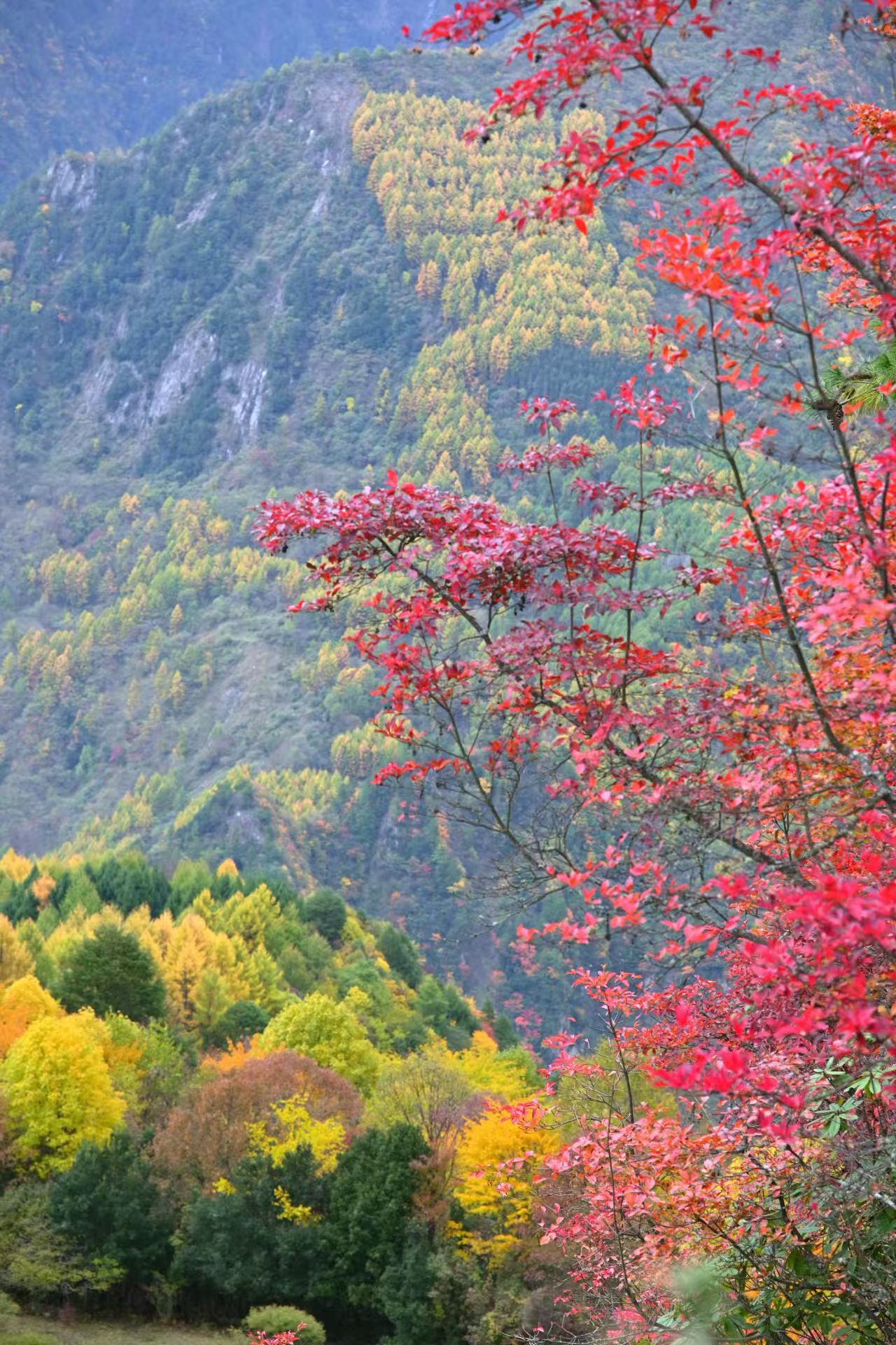 1762137067664662.jpg c448ed16b2b5c5ebaa8e2c61ccf5924.jpg