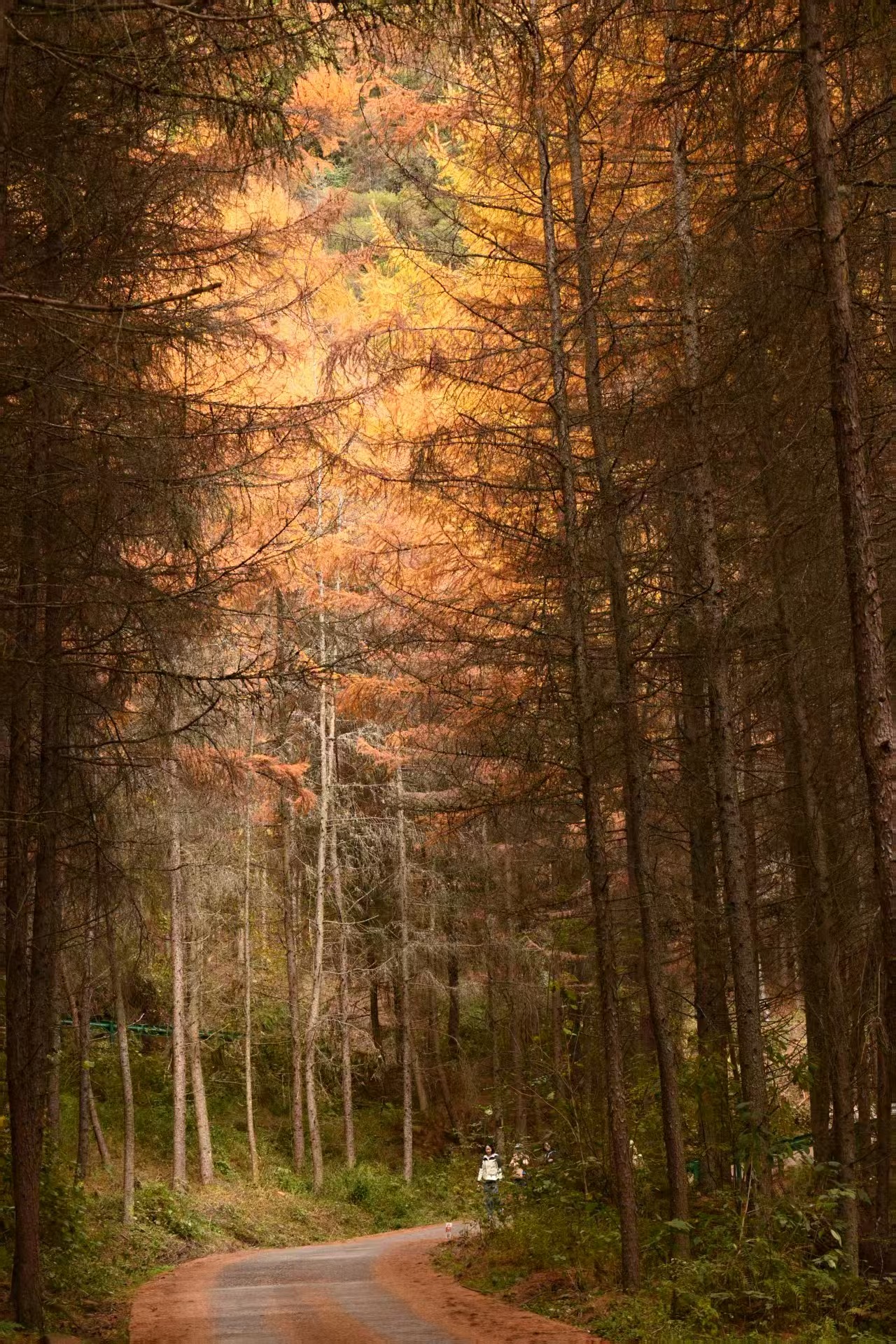 1762658720117319.jpg 微信图片_20251109112236.jpg