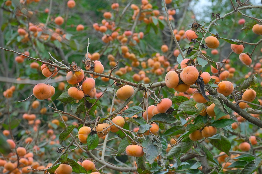 1762938986566502.jpg eff6dc10ae11246b73864314d3a5290.jpg