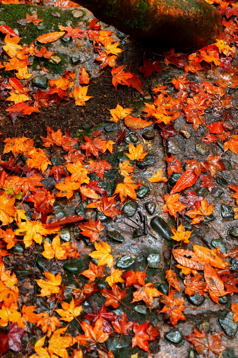 1763002428721668.jpg f9dc42d14d84a4360578f50b692d40f.jpg