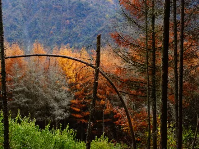 1763255441391887.jpg 微信图片_20251116090933.jpg