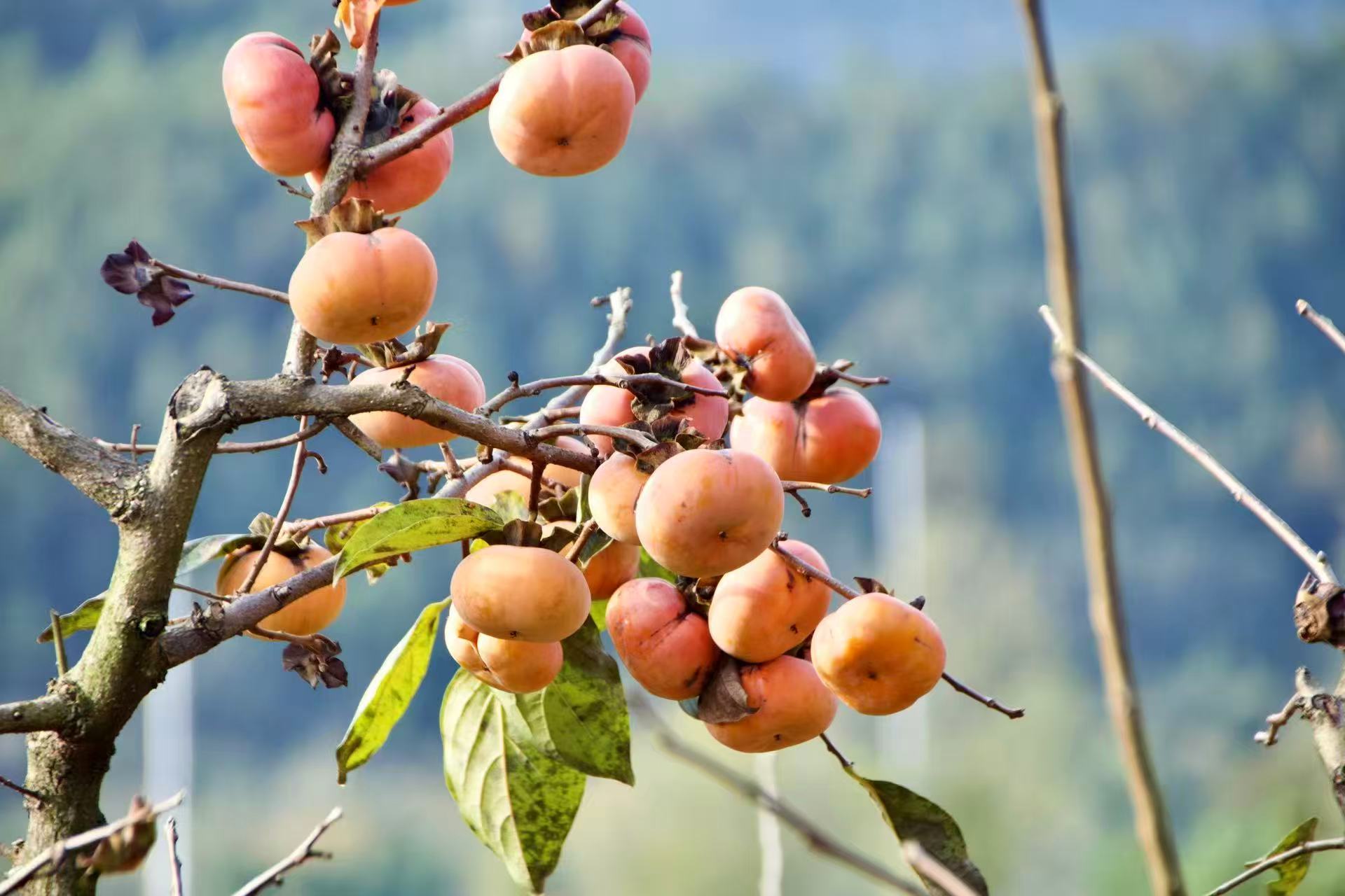 1763255606387356.jpg 微信图片_20251116090901.jpg