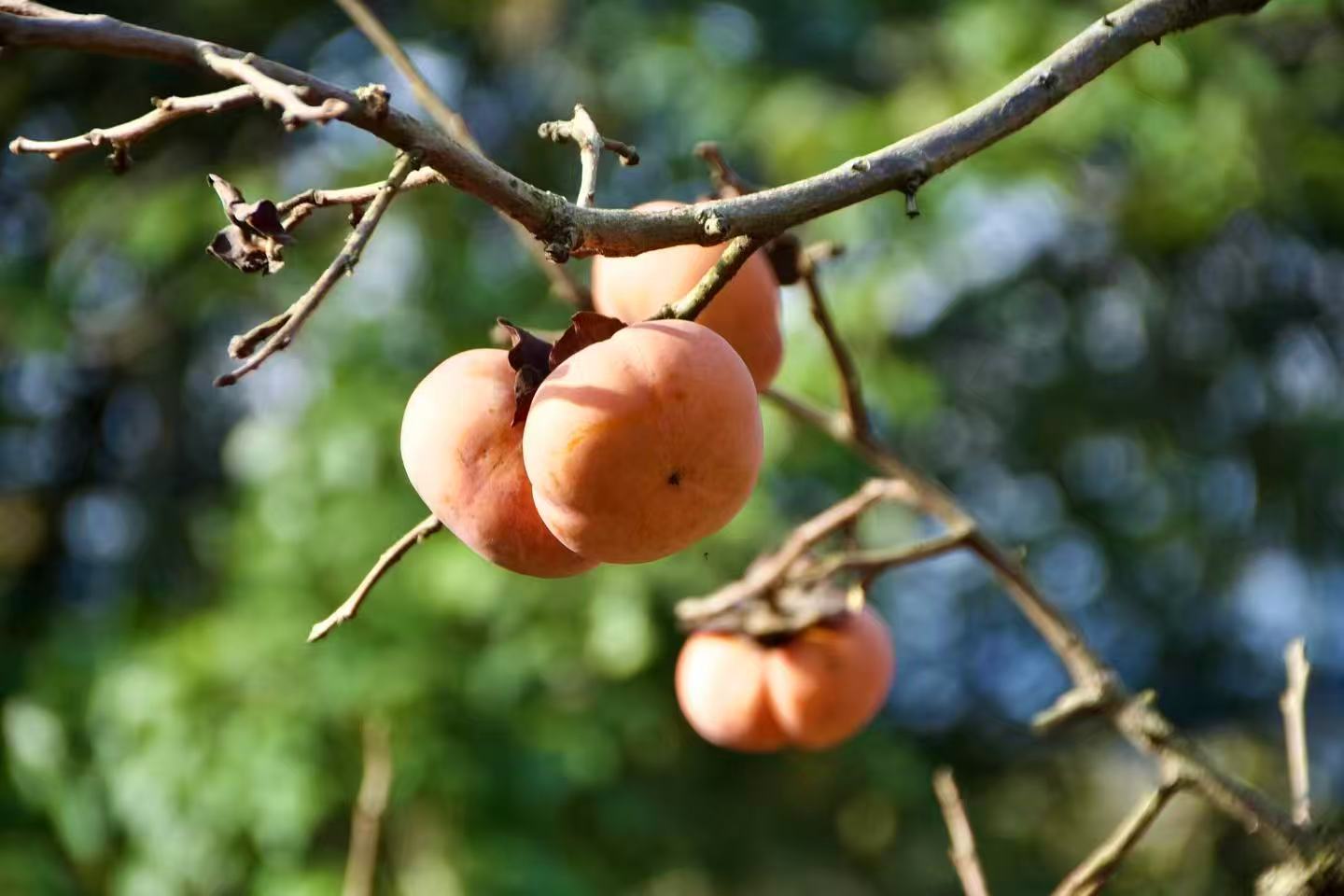 1763255610425172.jpg 微信图片_20251116090859.jpg