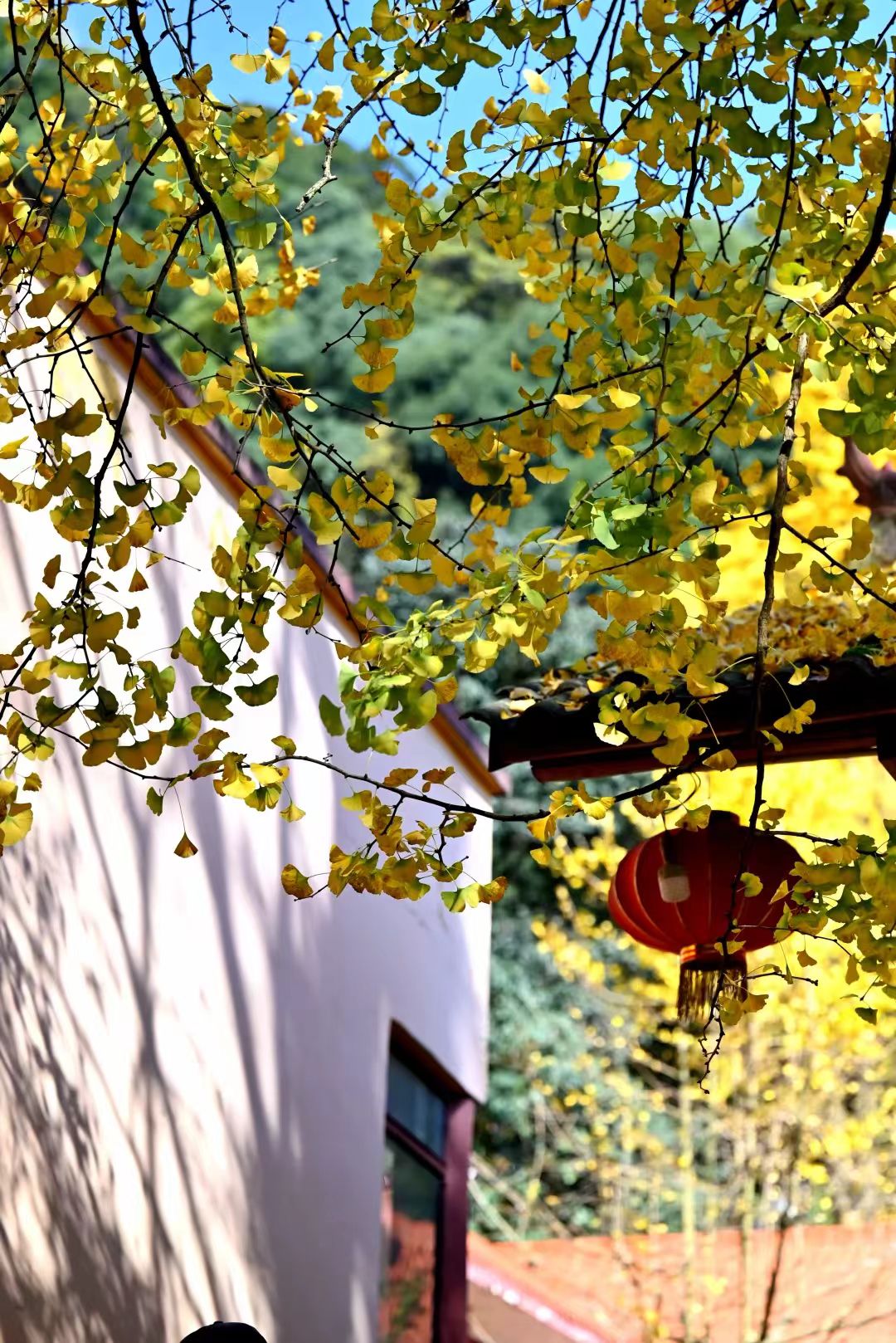 1763516283831477.jpg 04a6f6e3dca846b6eea5137a71a9ee3.jpg