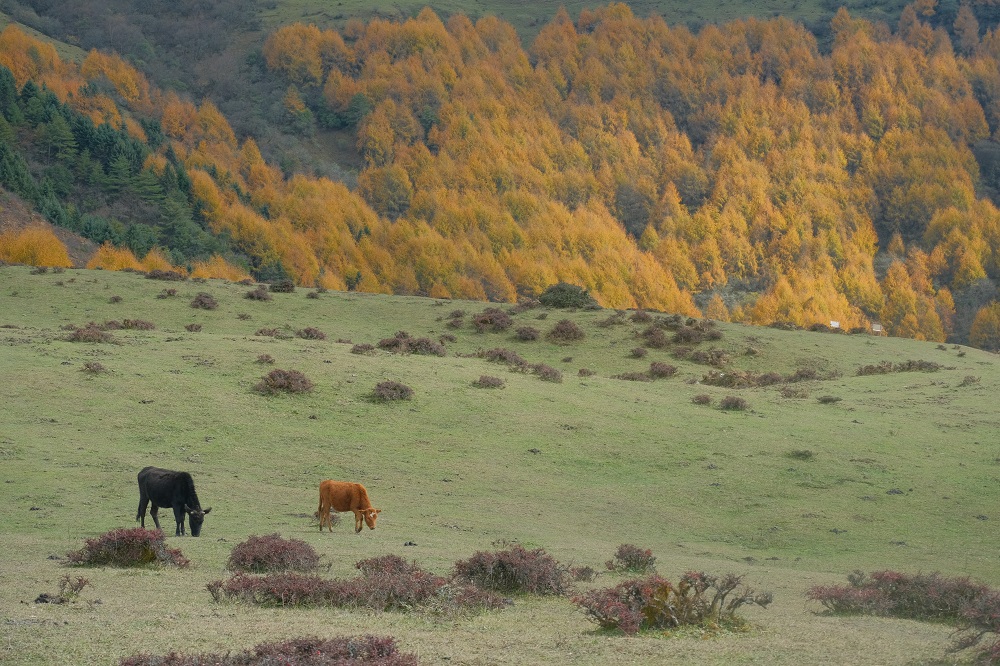 1763542142575639.jpg 5fe8c08e6243b39f1467db37265ce16.jpg