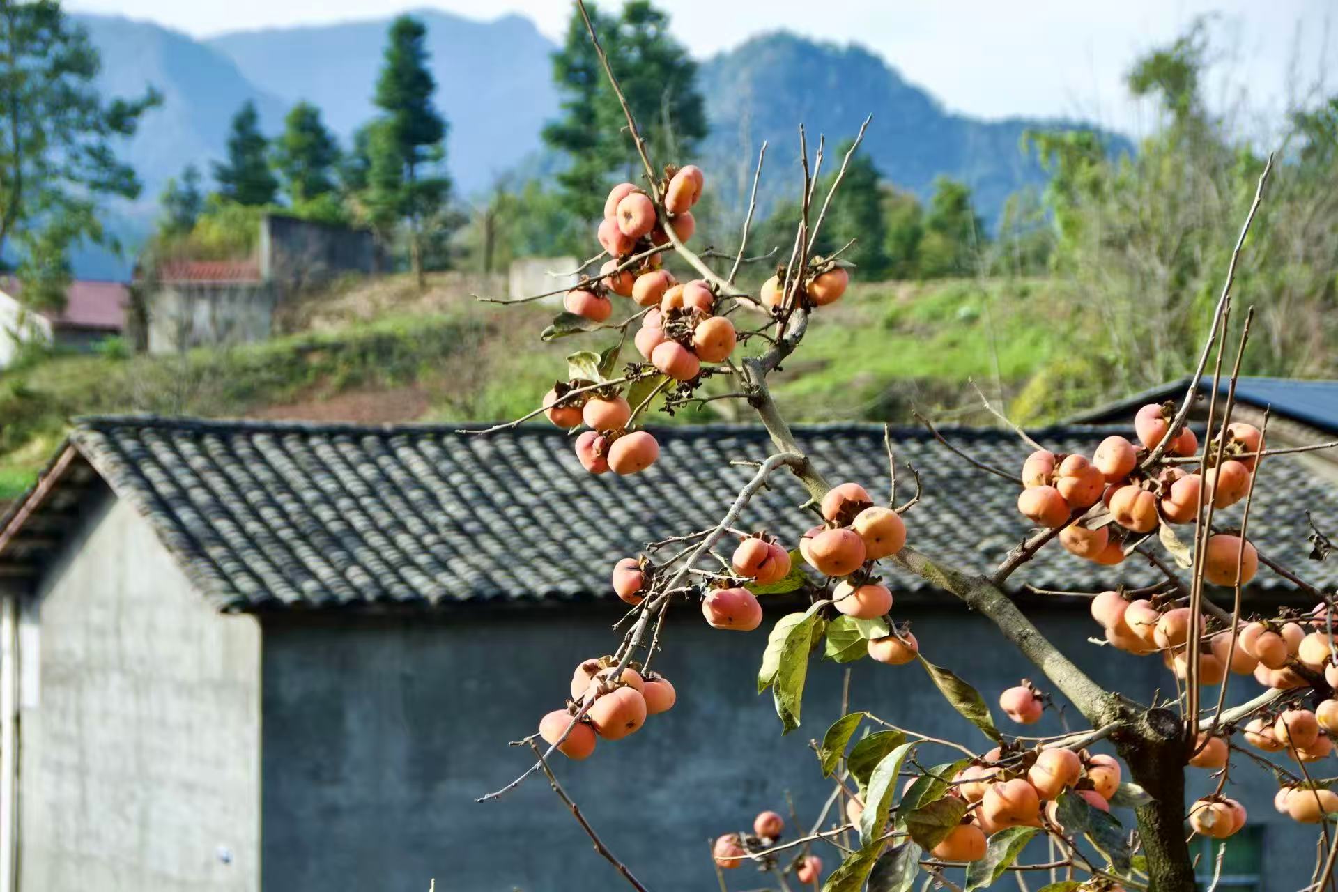 1763859997116654.jpg 微信图片_20251123090419.jpg