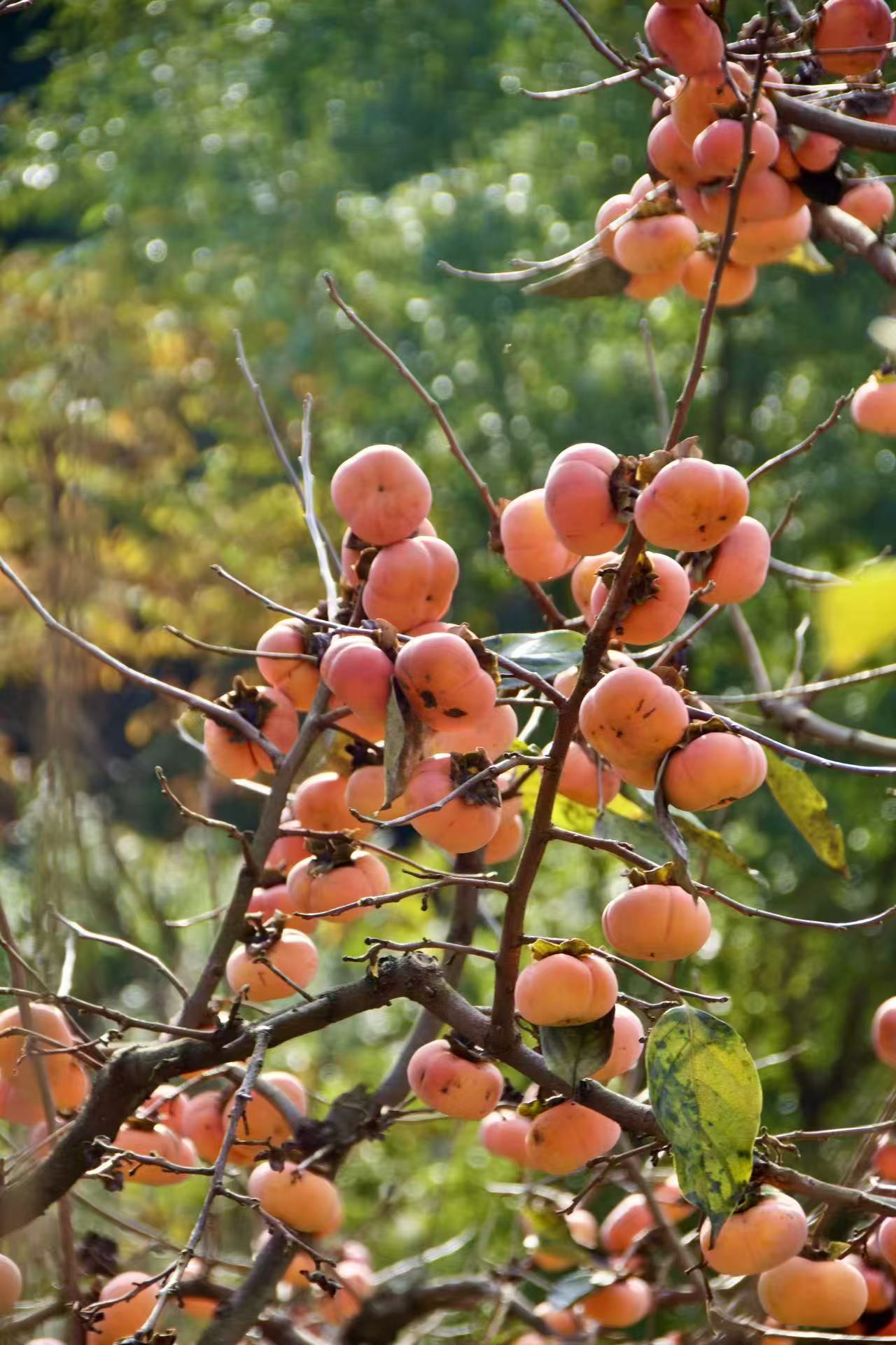 1763859999320158.jpg 微信图片_20251123090416.jpg