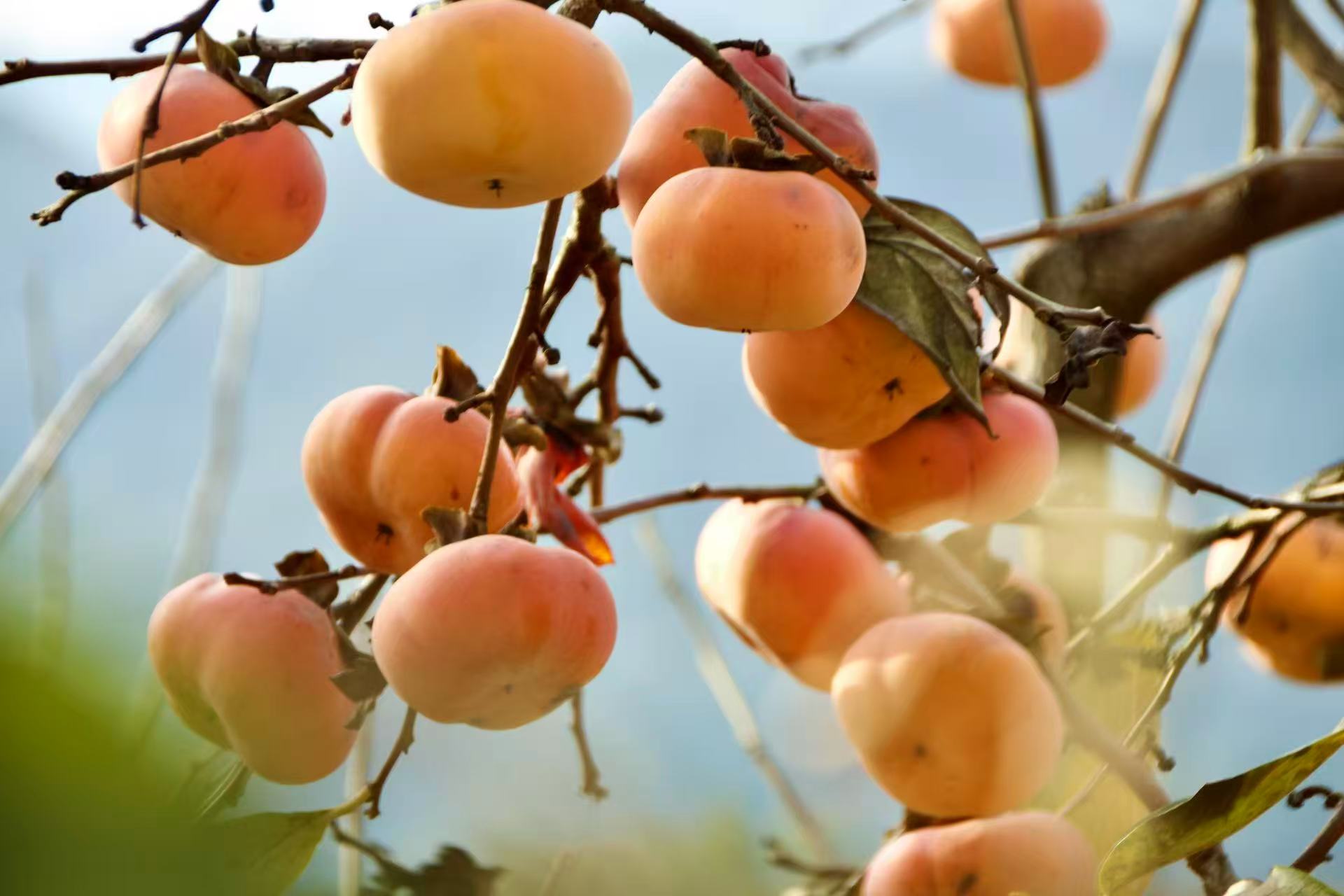 1763860002790874.jpg 微信图片_20251123090422.jpg