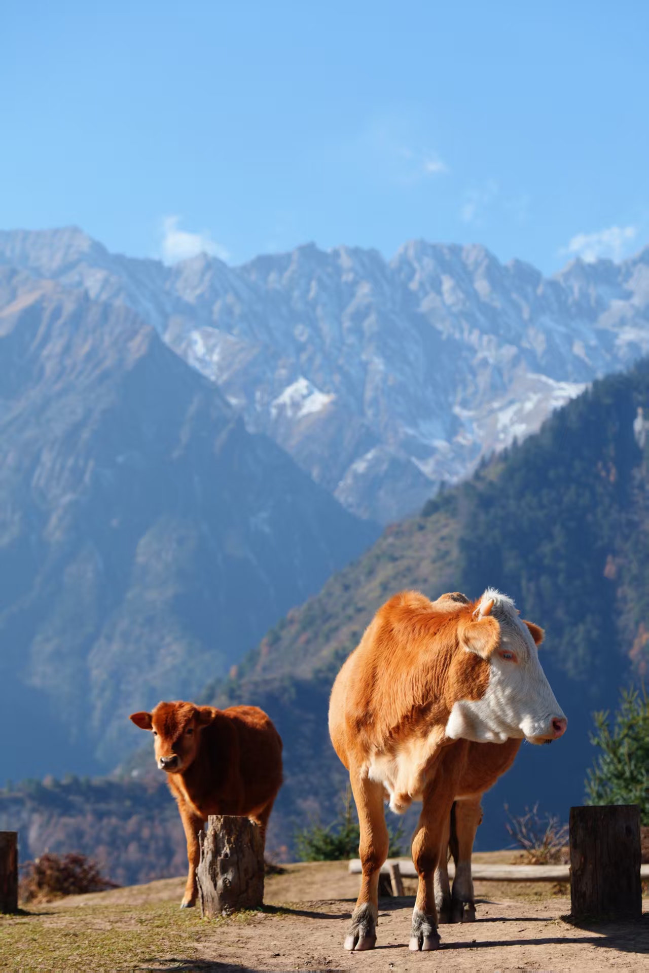 1764120190425785.jpg 8f44cb63fbbcad2325bf4308ad2497c.jpg