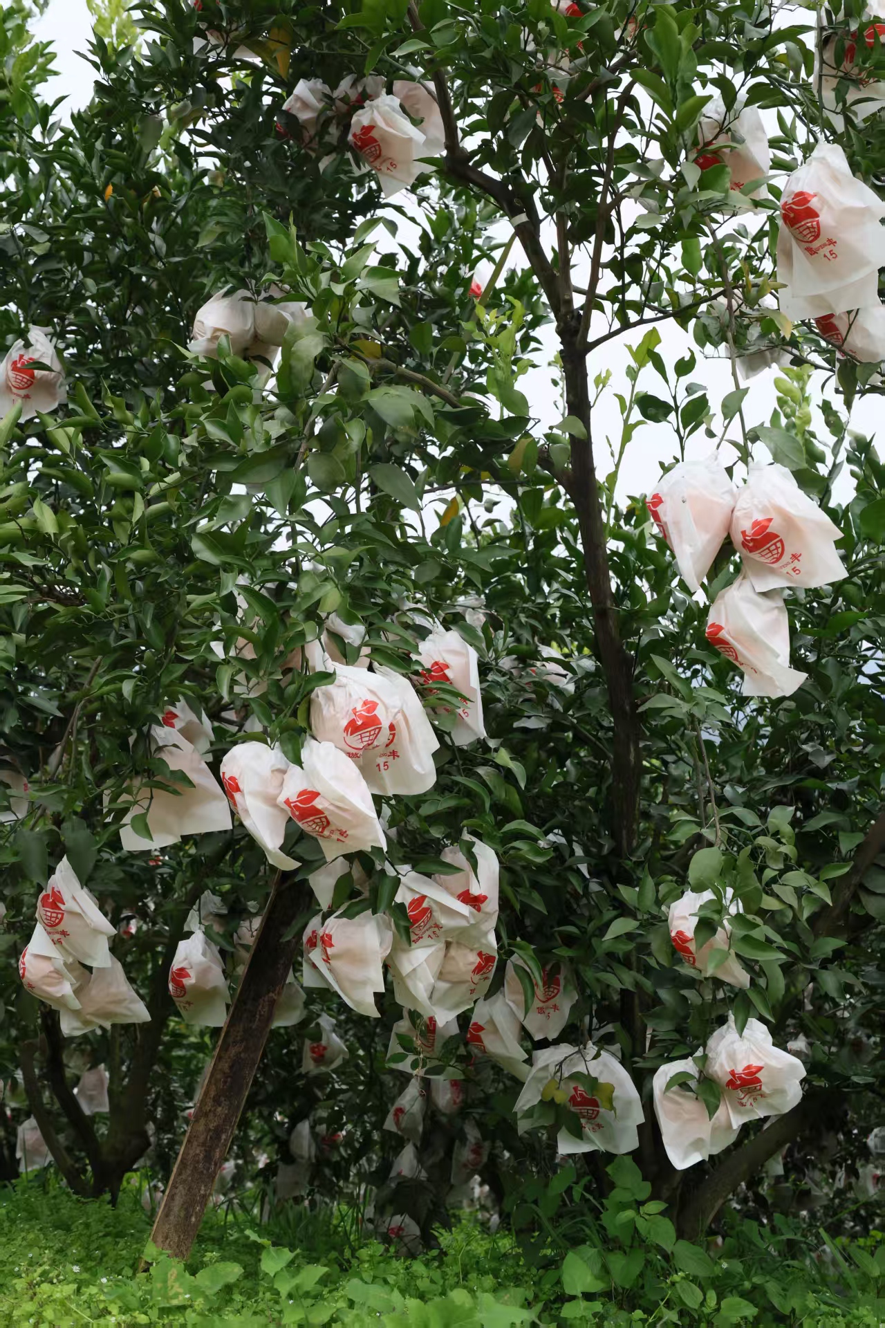 1764555564564850.jpg 33edc836df56d13d38c3f7189a9b636.jpg