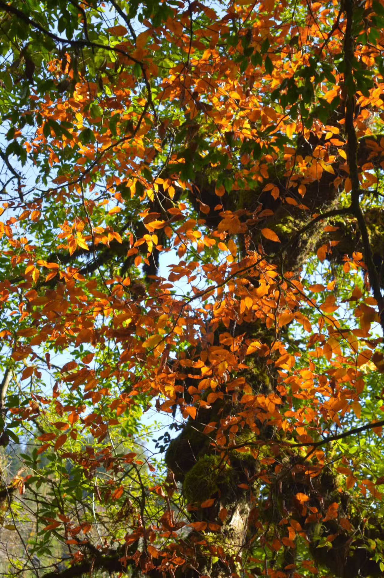 1764578806612293.jpg 203fe70885f38bf8c776865638d2849.jpg