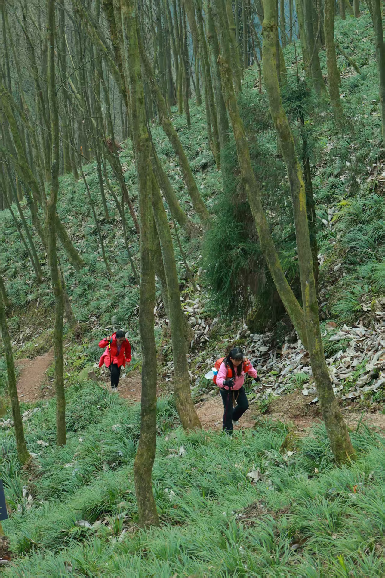 1766649481401888.jpg ed2a64fe8ddcb325db27f718b7fa4e9.jpg