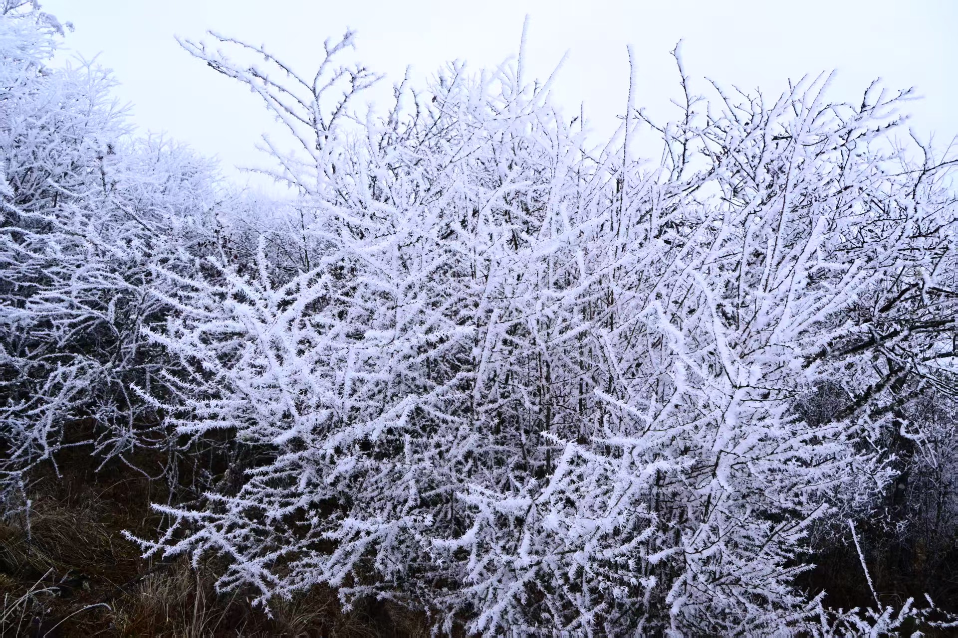 1767258049656420.jpg 0d3c181bf33aeff2cb1be283a9833e4.jpg