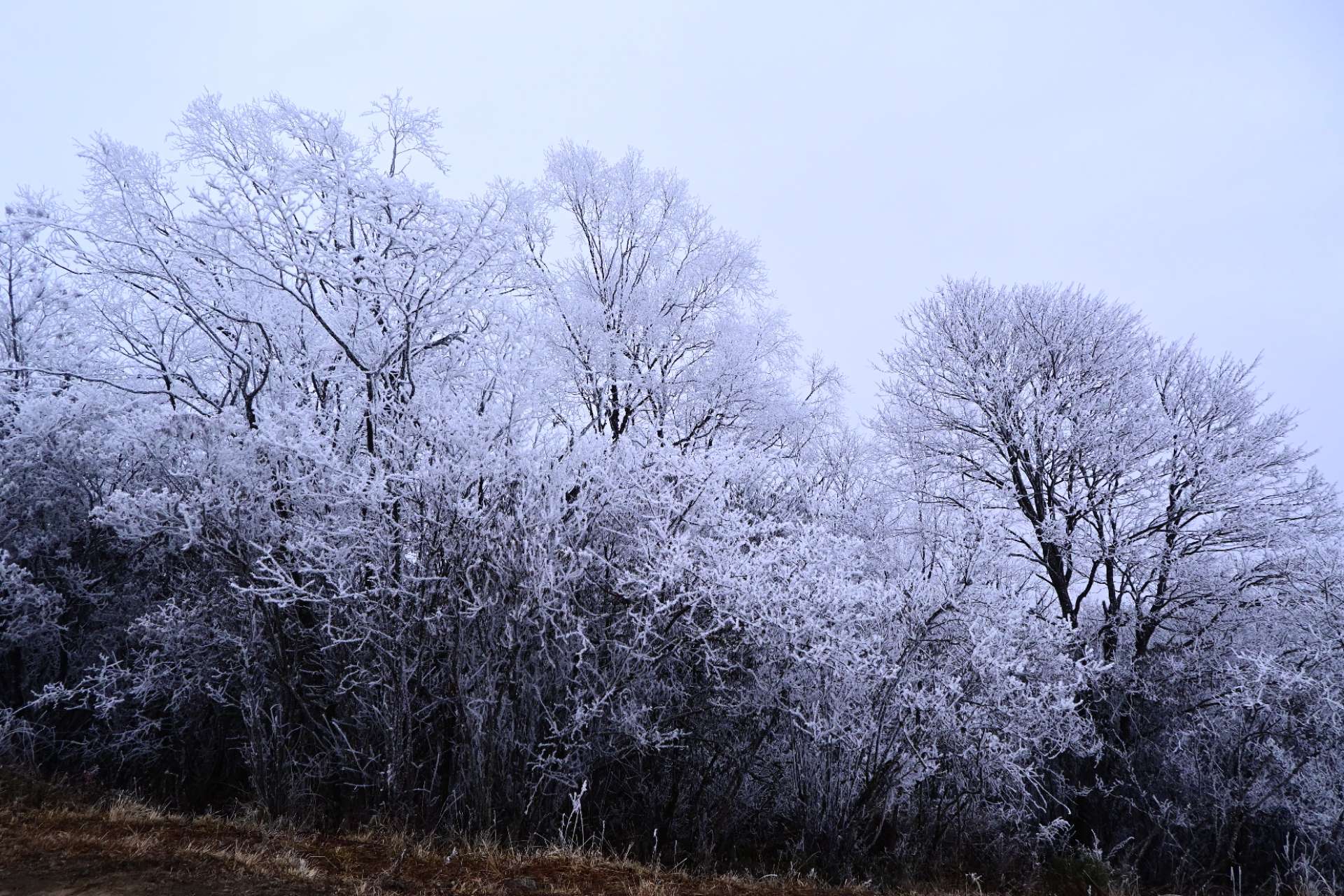 1767258058226413.jpg 99401eef108bd08cb47e8f0f741dc20.jpg