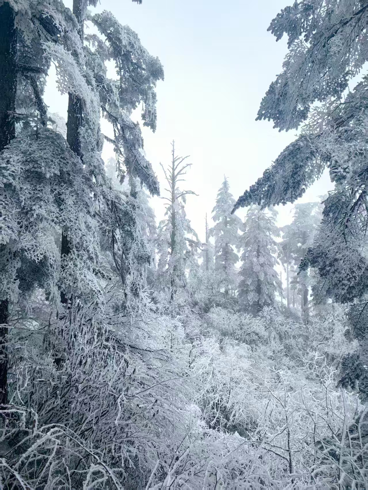 1769855298829592.jpg 微信图片_20260131182733.jpg