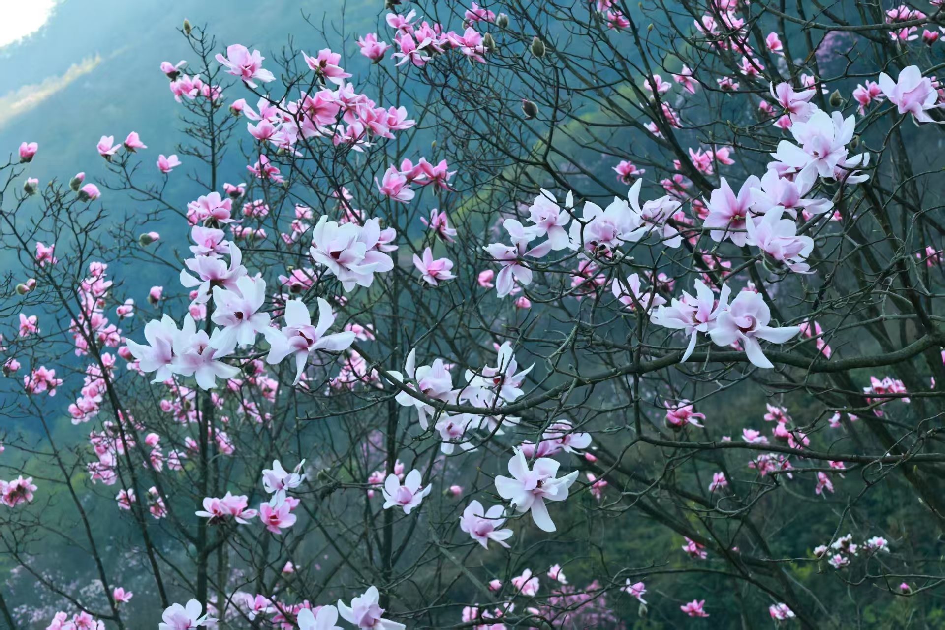 1773279837279862.jpg 微信图片_20260312094232.jpg