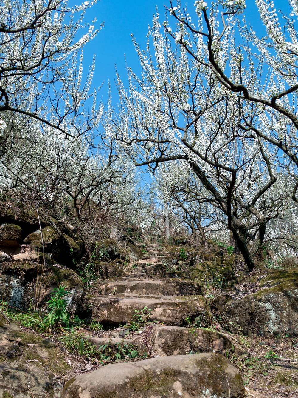 1773454304524536.jpg 1709625029709.jpg