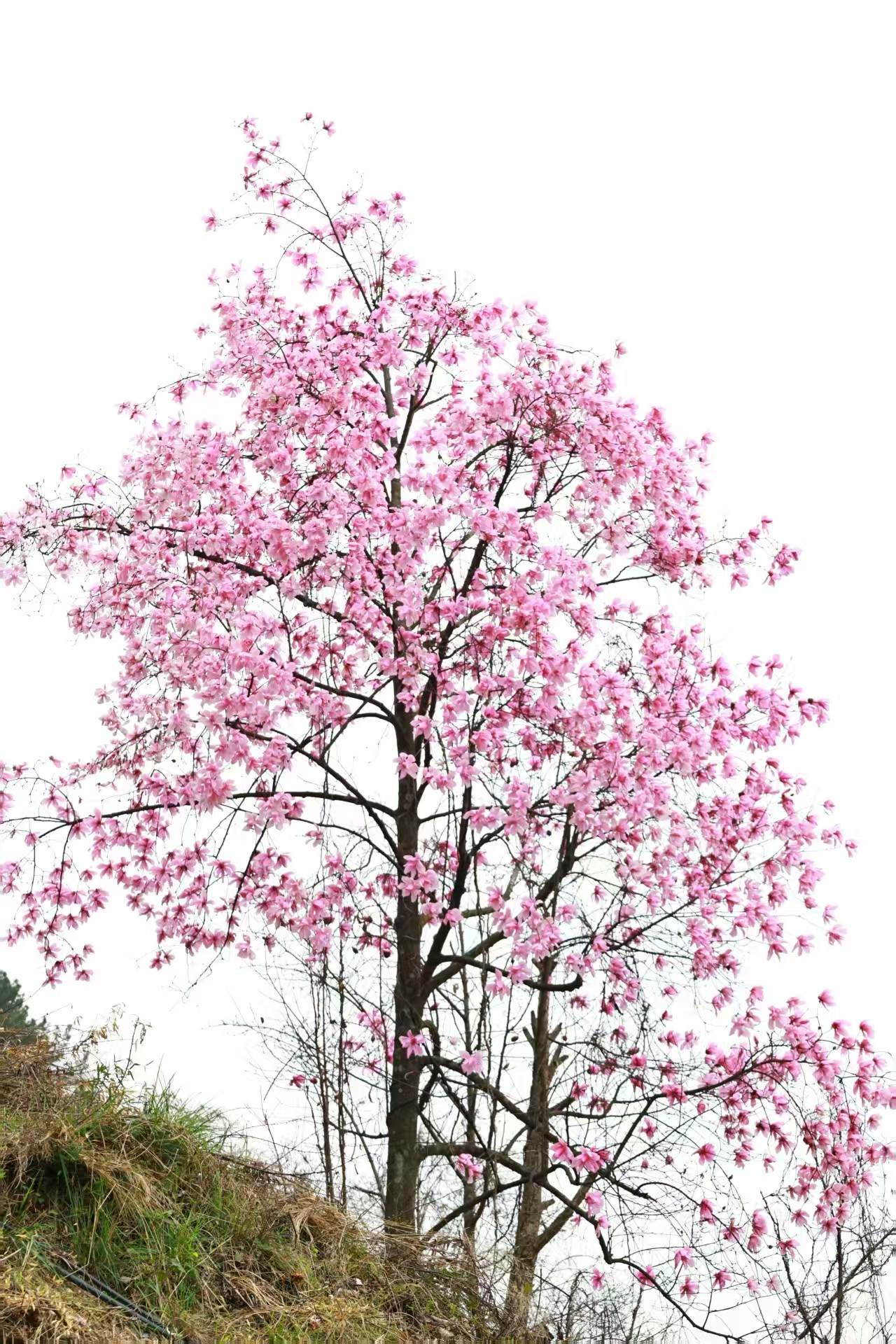 1773623377789791.jpg 微信图片_20260316090331.jpg