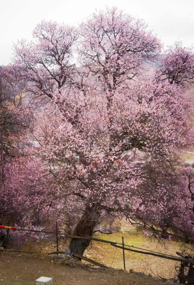 1773738528793011.png image.png