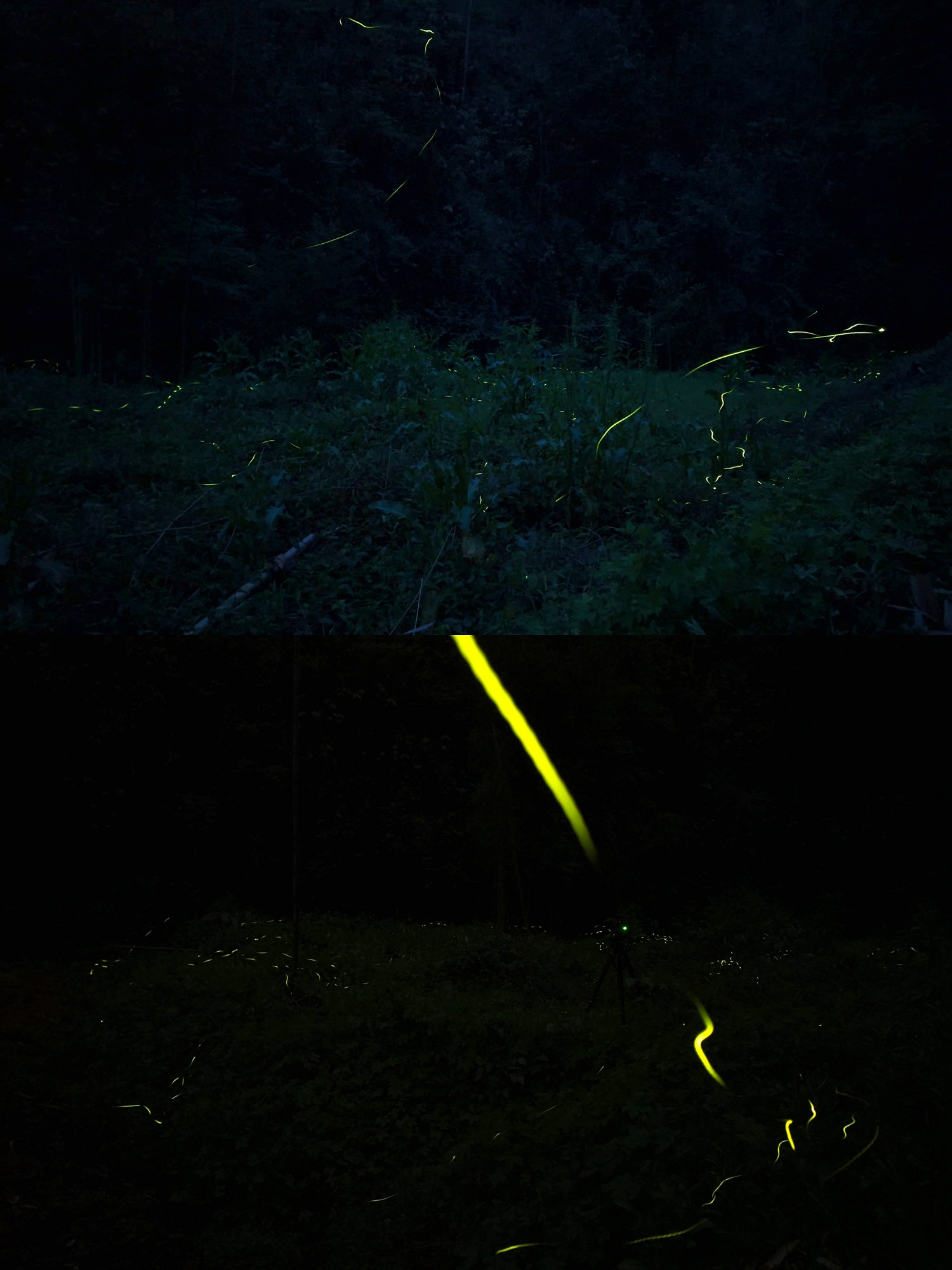 1774229337934705.jpg a1259d4a4a343489a04c77097539a3ac.jpg