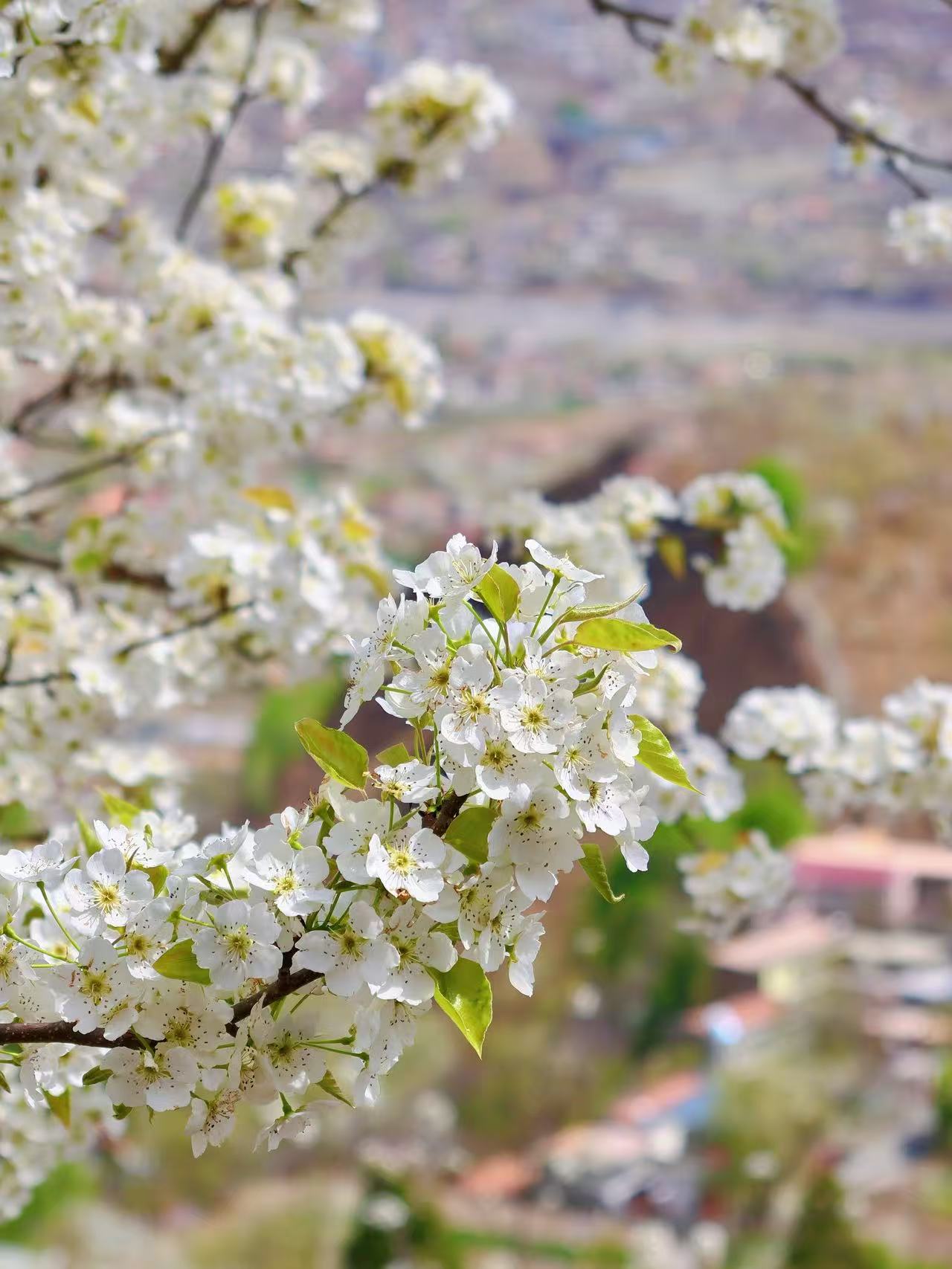 1774230387655835.jpg ff862385e1bb7429673d6e90f1066f80.jpg