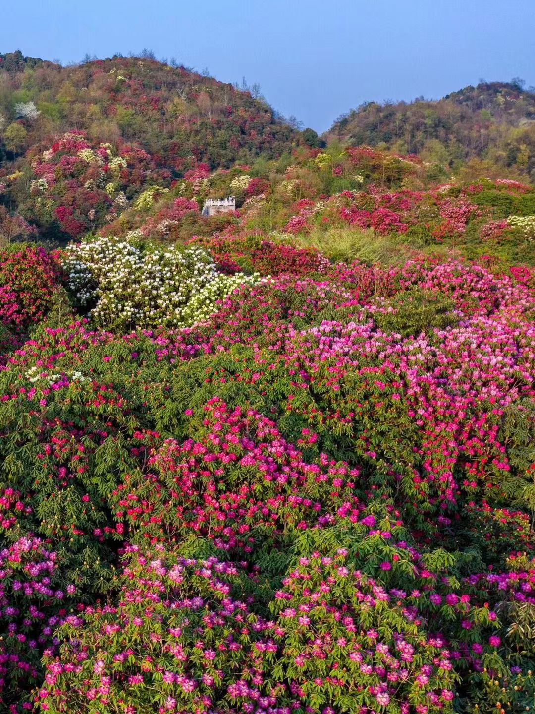 1774249041138732.jpg 45d179bf09296cddb4b47111a25ef095.jpg