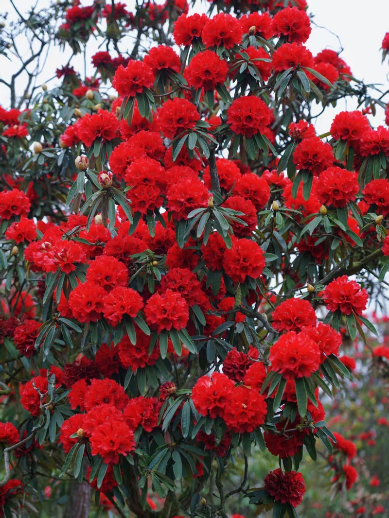 1774837753430666.jpg f7e3583f39e52f8b5b2f4927b7b94f8d.jpg