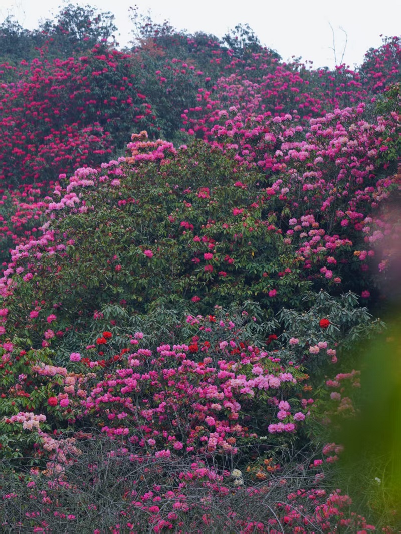 1774838008845866.jpg 3c9fbf400f00ad4bd01542ccdc0e48be.jpg