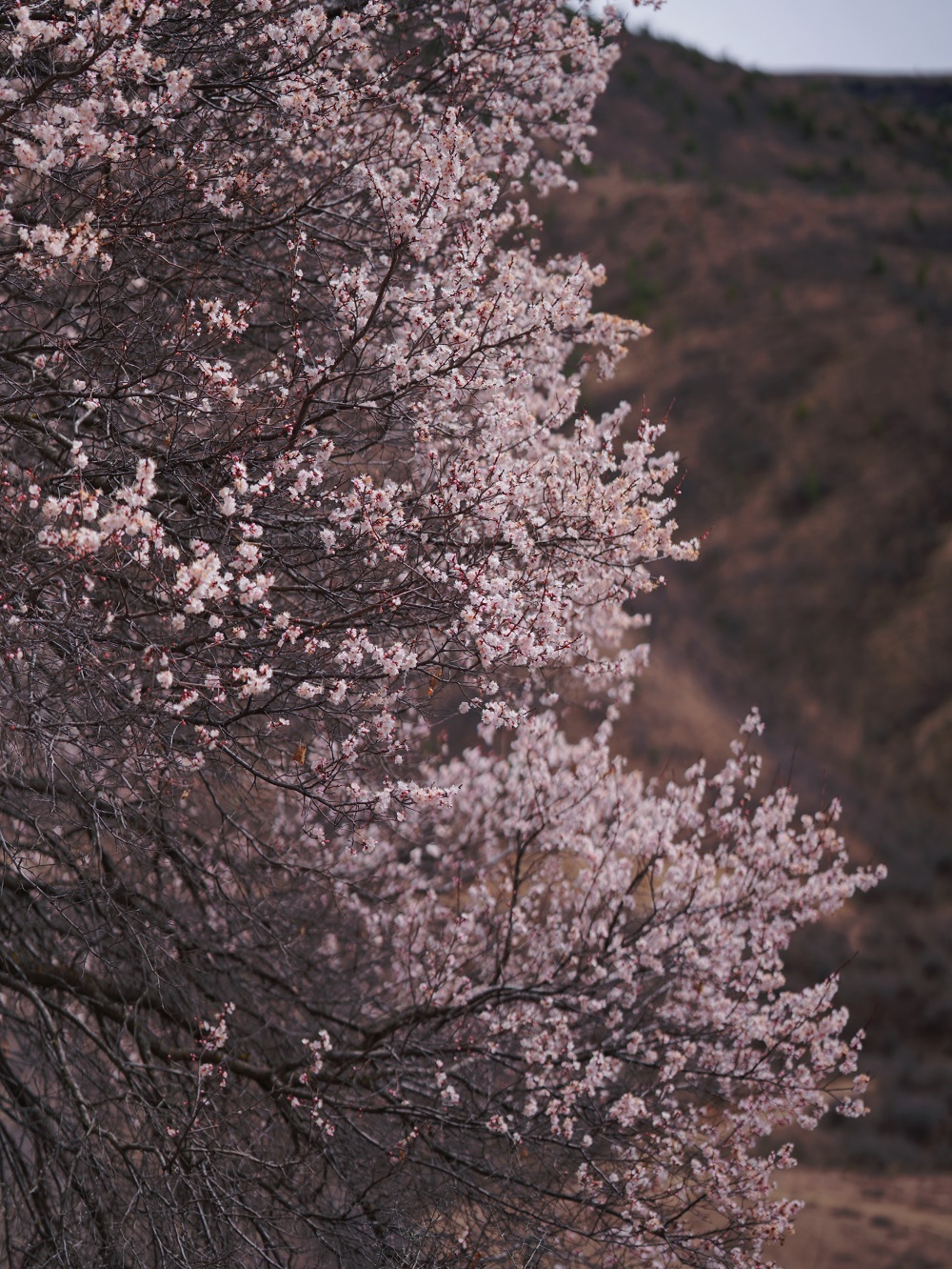 1775200585118950.jpg d707e7e1e06435e77e52b8a188d8c331.jpg