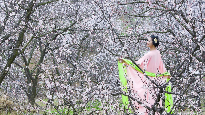 【杏花|杏花村】客家杏花第一村,看一场落英缤纷杏花雨