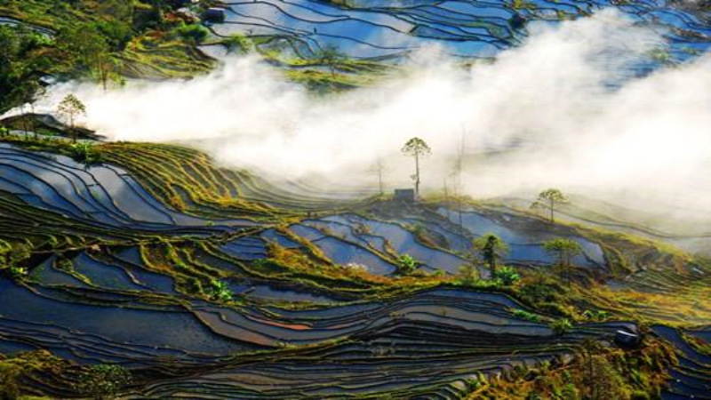 【挖野菜|四峨梯田】走进乡村田野、感受最美农耕弧线,寻觅挖野菜