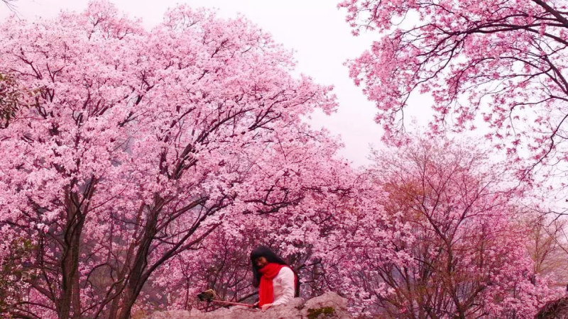 【辛夷花|九皇山花溪景】万亩辛夷花开,香魂漫山,看一望无际的粉红花海