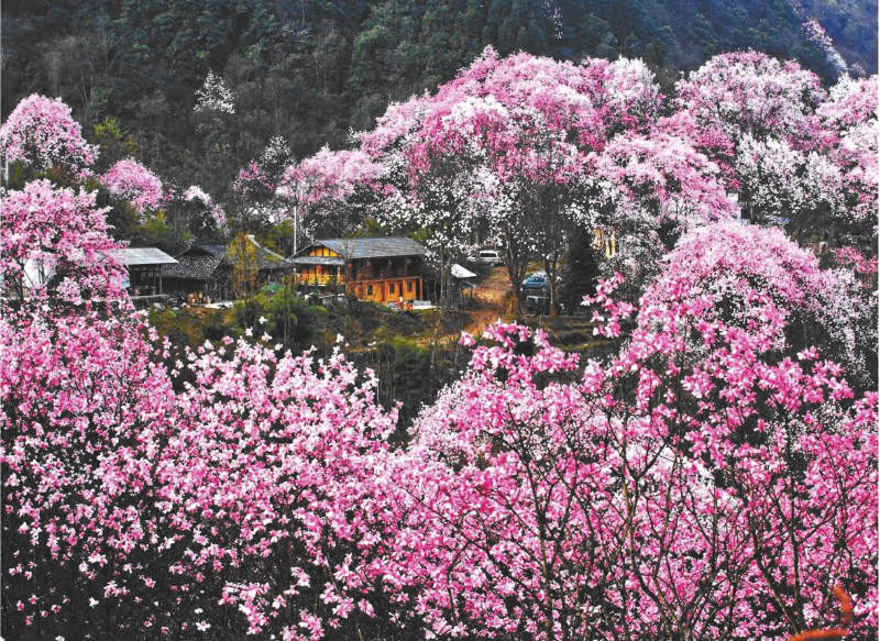 【辛夷花|吴家后山】成都周边规模最大、树龄更大的另一片辛夷花海